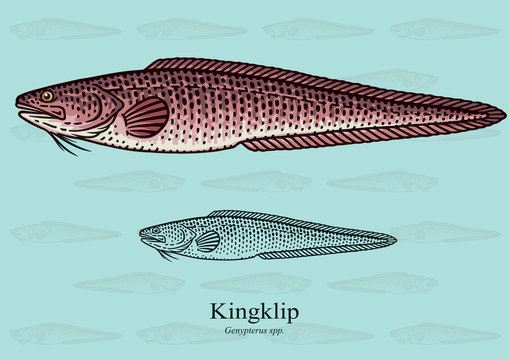 49 Best Kingklip Images Stock Photos Vectors Adobe Stock