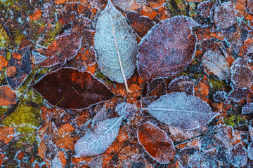 Pattern from fallen leaves in hoarfrost late fall