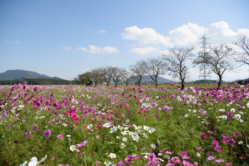 近江八幡市野田町　コスモス畑