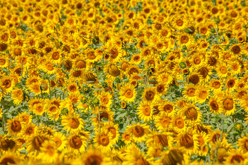 sunflower yellow flowers