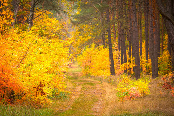 Pathway in the forest at autumn © Patryk Kosmider