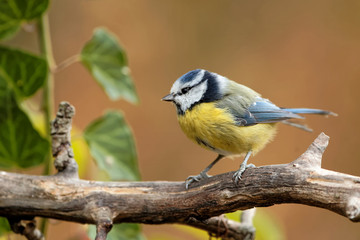 Blaumeise