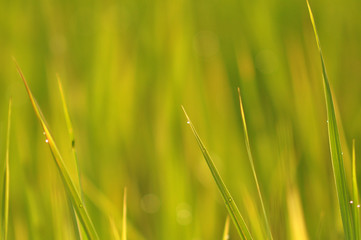 Dew on Fresh green grass with water drops in  in the morning Green Season. Beauty bokeh.