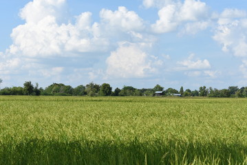 field rice with sky.