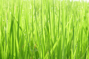Dew on Fresh green grass with water drops in  in the morning Green Season. Beauty bokeh.