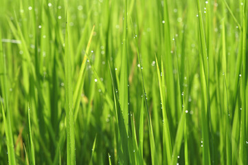 Obraz na płótnie Canvas Dew on Fresh green grass with water drops in in the morning Green Season. Beauty bokeh.