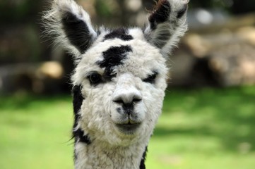 Alpaca