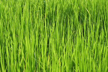 Dew on Fresh green grass with water drops in  in the morning Green Season. Beauty bokeh.