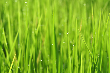 Naklejka na ściany i meble Dew on Fresh green grass with water drops in in the morning Green Season. Beauty bokeh.