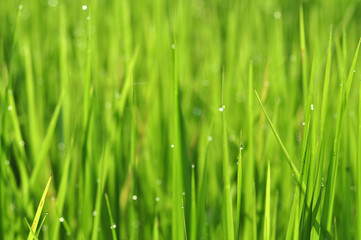 Dew on Fresh green grass with water drops in  in the morning Green Season. Beauty bokeh.