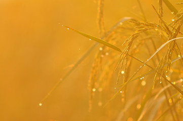 Obraz premium Dew on the ear of paddy and leaves of rice with Sunrise in the morning Green Season.