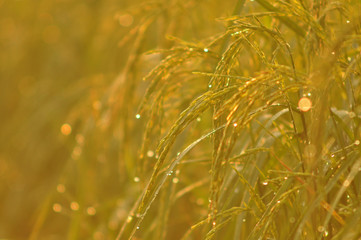 Dew on the ear of paddy and leaves of rice with Sunrise in the morning Green Season.