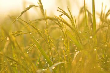 Dew on Fresh green grass with water drops in  in the morning Green Season. Beauty bokeh. Abstract blurry background. Nature background. Texture.Rice fields with good environment concept. copy space.