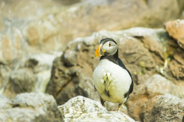 Fototapeta premium Bird, wildlife and zoo concept - Atlantic Puffin or common puffin