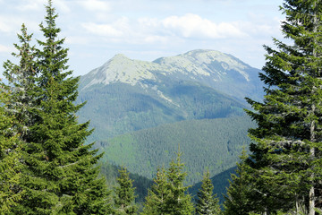 green-stones mountain ridge in carpathians, spruces on the foreground