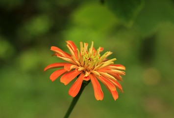 Zinnia