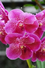 Fototapeta na wymiar Vanda blue orchid