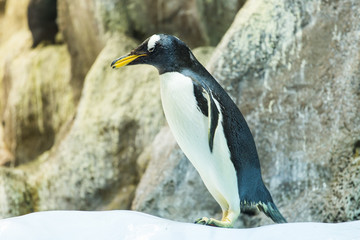 Bird, wildlife and zoo concept - Emperor penguin at the zoo