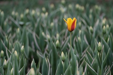 tulips in the garden