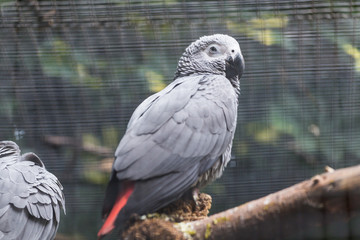 Bird, wildlife and zoo concept - African Gray Parrot sitting on a tree branch