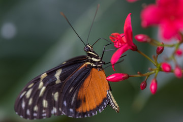 butterfly on a flower