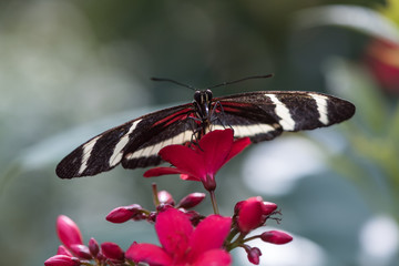 butterfly on flower