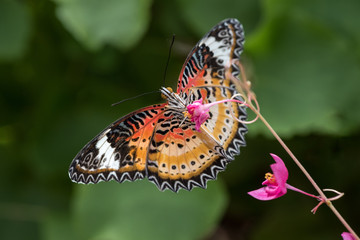 butterfly on a flower