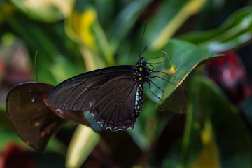 butterfly on flower