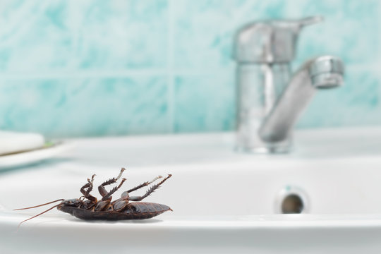 Dead cockroach on the sink on the background of the water faucet and blue tile in bathroom. Inside high-rise buildings. Fight with cockroaches in the apartment. Extermination.