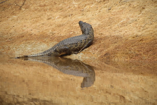 croc in amazonas