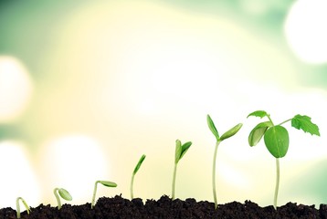 Growth of new life on  background