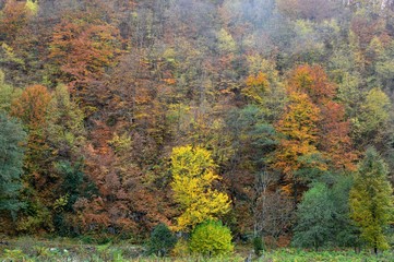 Obraz premium autumn landscape in the forest 