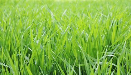 麦の葉　青葉　田舎　とちぎ
