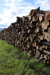 切り出された広葉樹の丸太