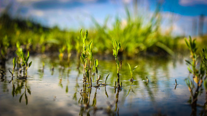 An old flooded swamp close up