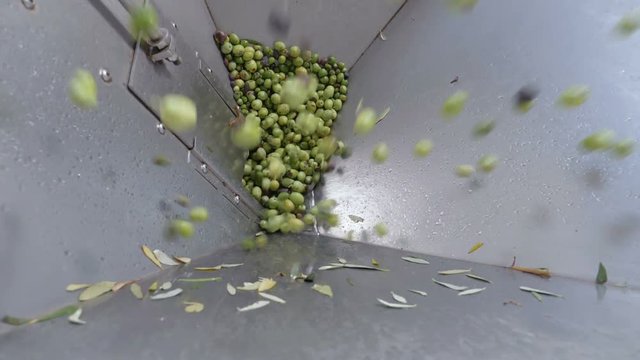 focus on Making olive oil in south of Italy- Olives falling in the crusher