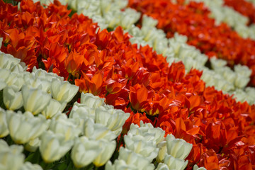 tulips background