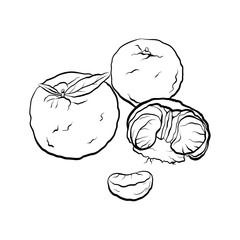 Contour black and white cartoon illustration of  mandarin. Citrus. Vector element for the menu, card and your creativity.