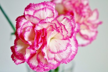 花　カーネーション