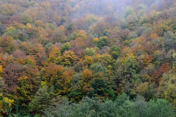 Obraz premium autumn landscape in the forest 