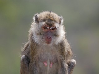 Portrait of a monkey