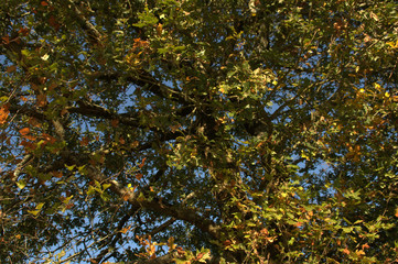 grand chêne et ses branches en automne