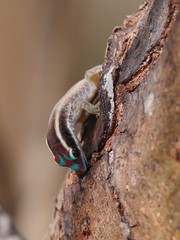 Ornate day gecko in natural habitat