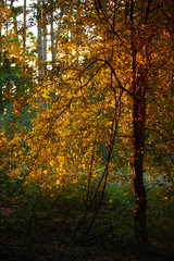 Herbstlaub