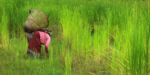 Tuinposter Rice worker care his rice field © MICHEL