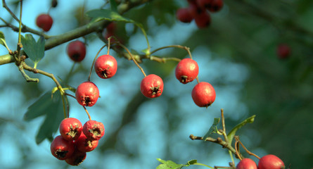 fruits d'automne contenants des graines