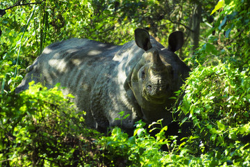 rhinoceros at Chitwan national park,Nepal © MICHEL