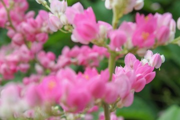 Fototapeta na wymiar pink flowers 