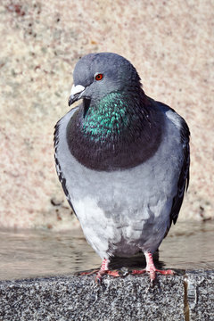 Portrait of a gray pigeon in Poland.