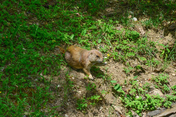 Prairie dog eating blade of grass